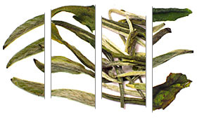 White Tea Sample